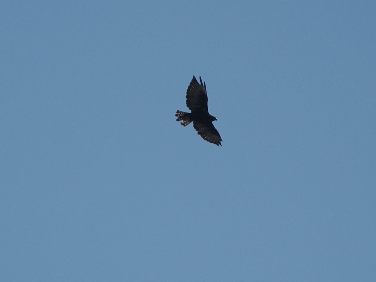 Short-tailed Hawk - ML640378504