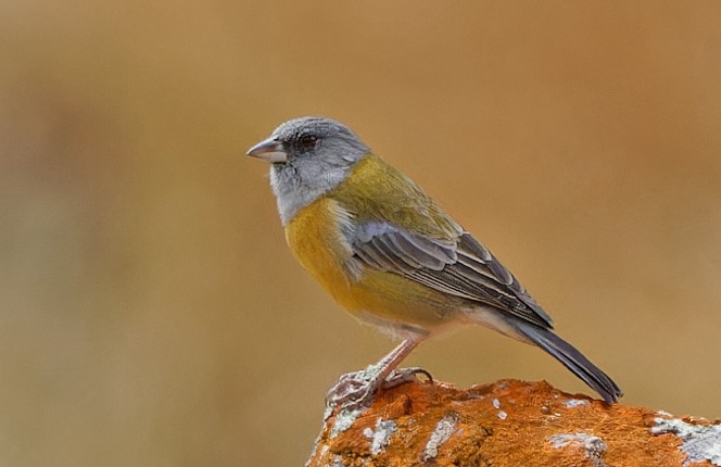Peruvian Sierra Finch - ML640378548