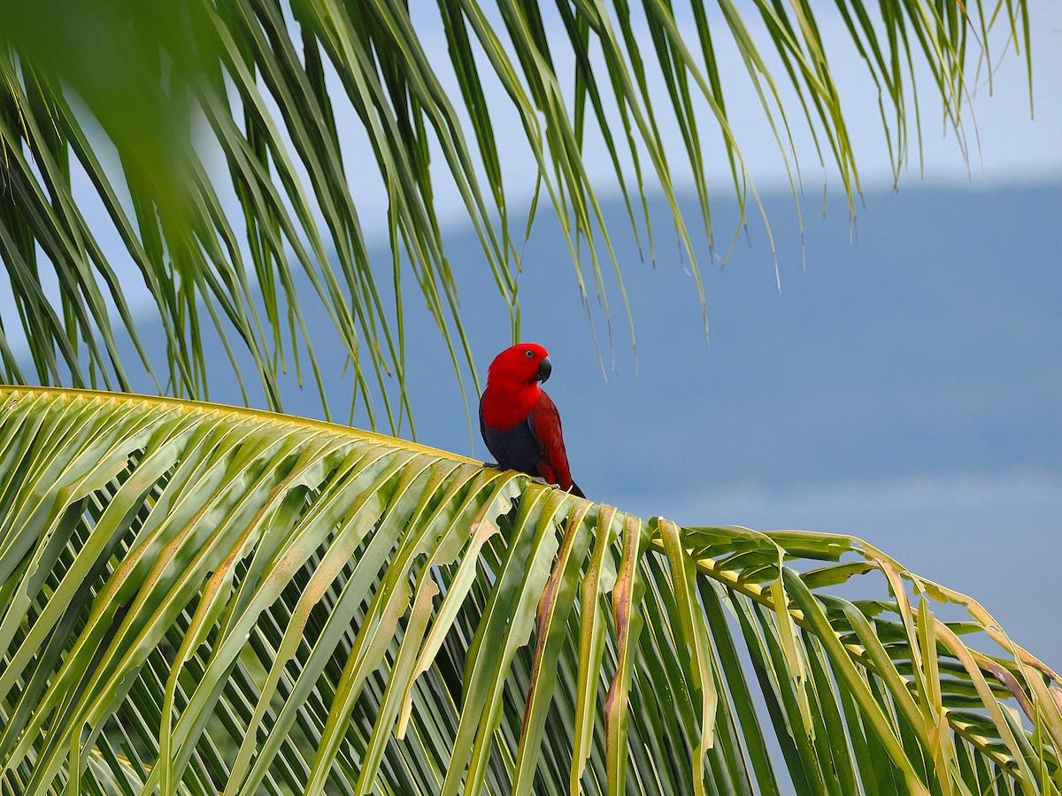 Papuan Eclectus - ML640378615