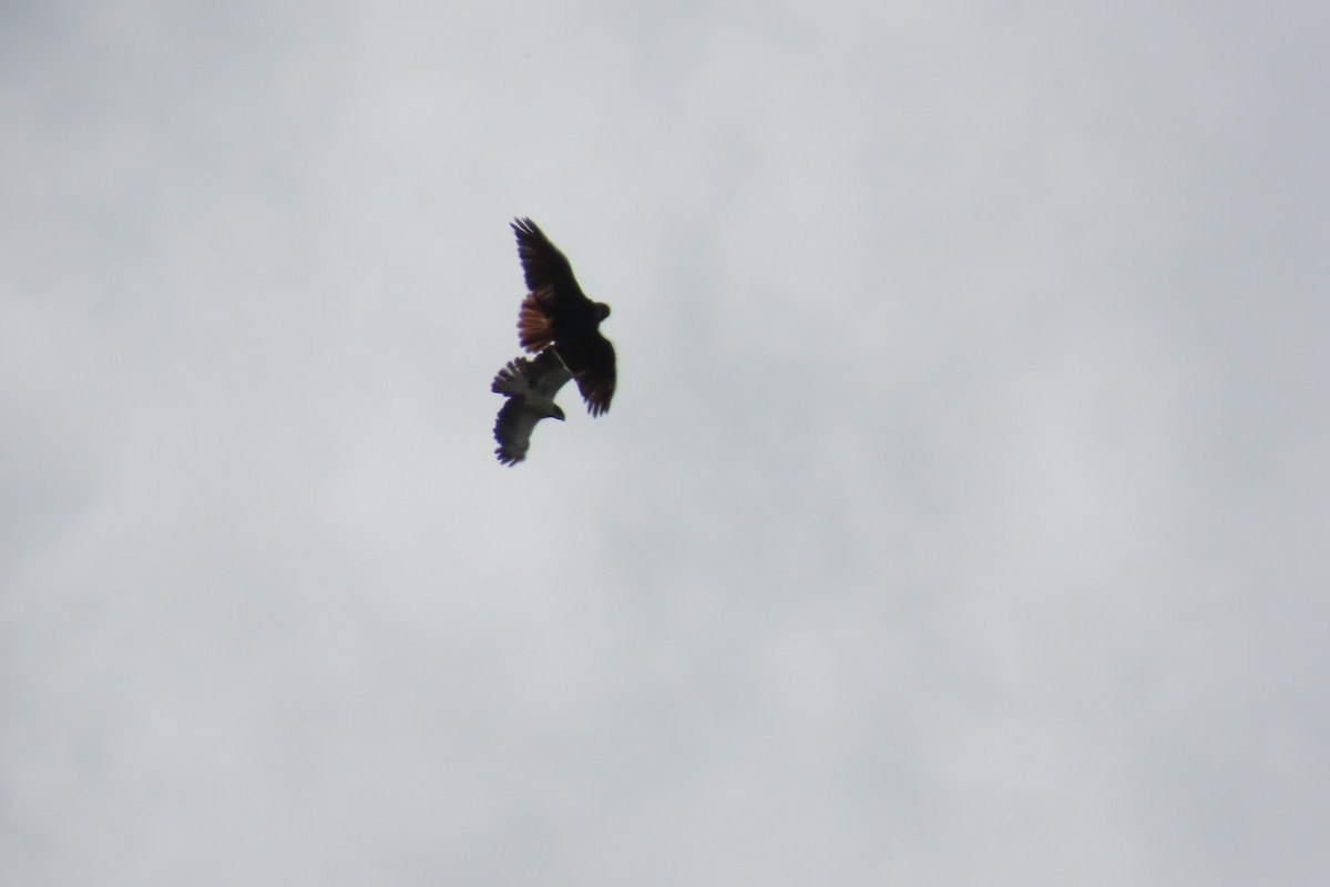 Short-tailed Hawk - ML640378617