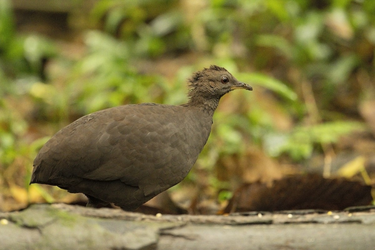 ムジシギダチョウ - ML640378683