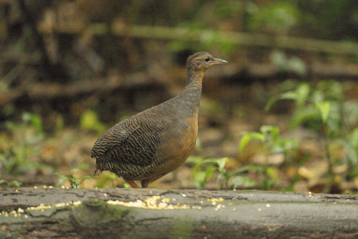 tinama černotemenná - ML640378710