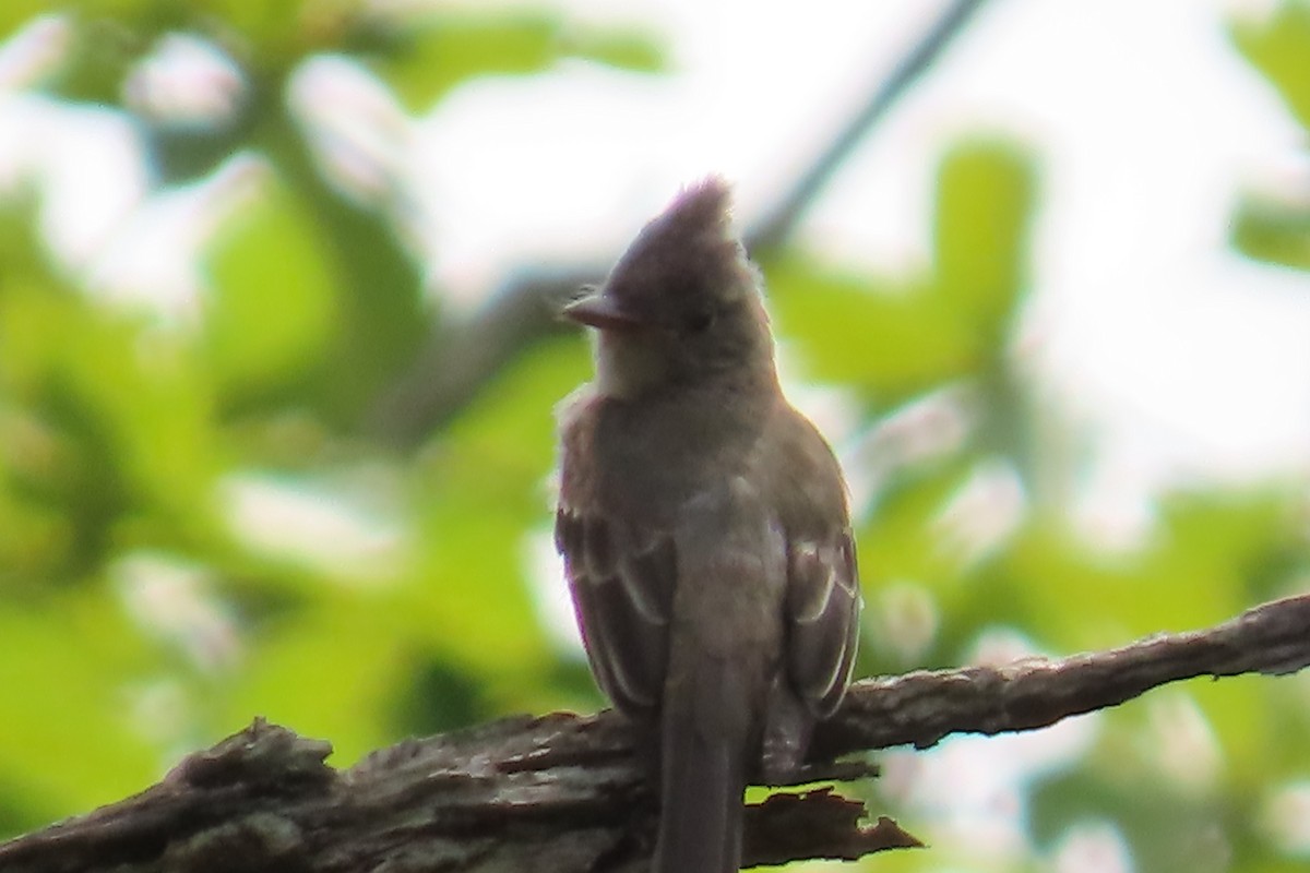 Greater Pewee - ML640378733