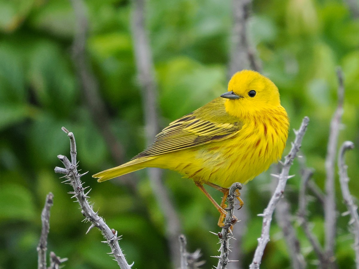 Paruline jaune - ML640378747