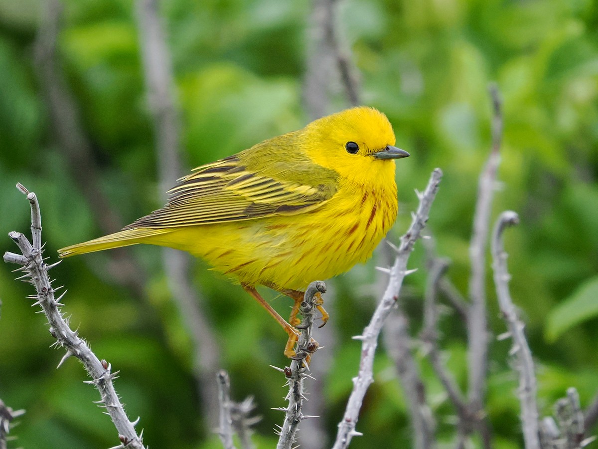 Paruline jaune - ML640378748