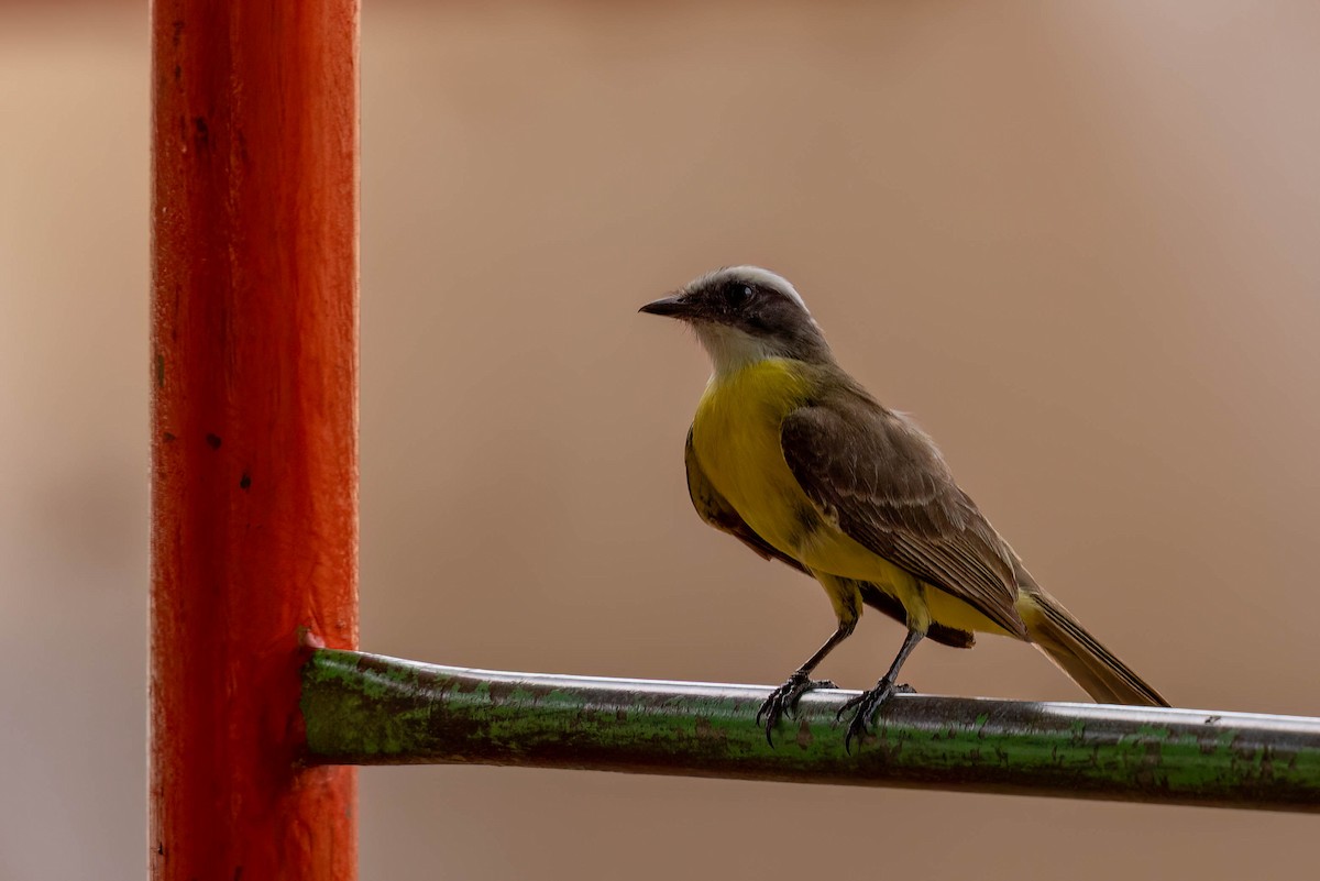 Social Flycatcher (Vermilion-crowned) - ML640378758