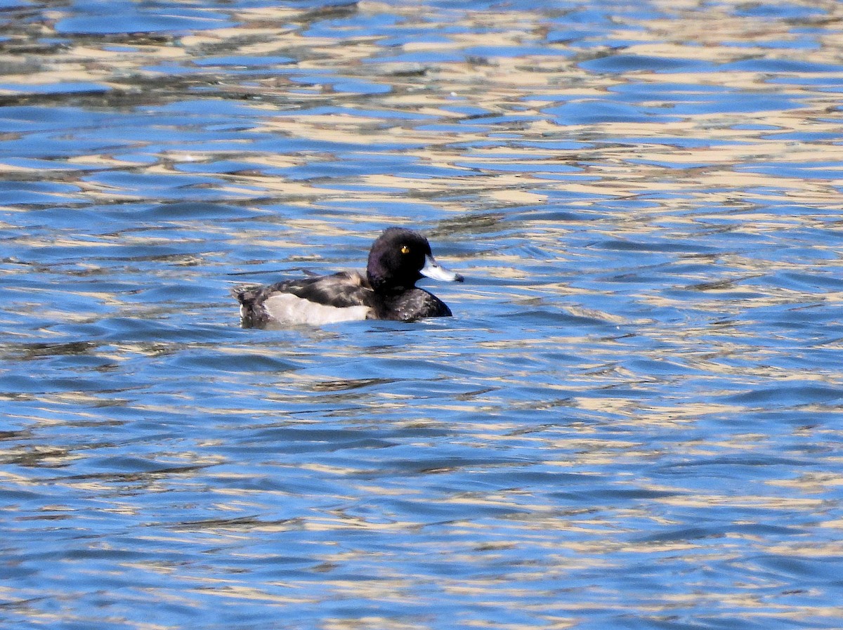 Tufted Duck - ML640378764