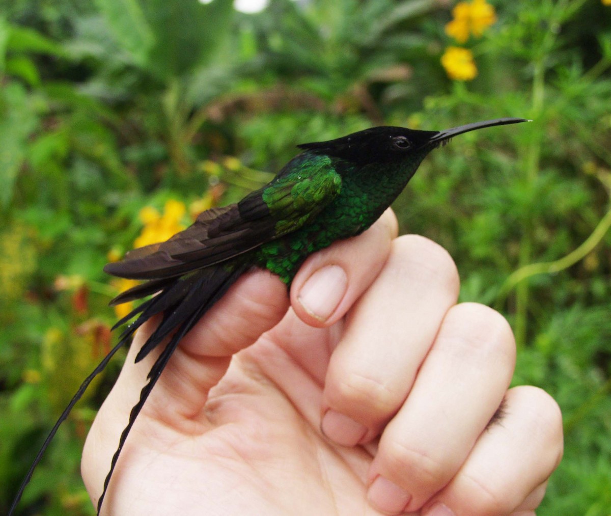 Black-billed Streamertail - ML640378845