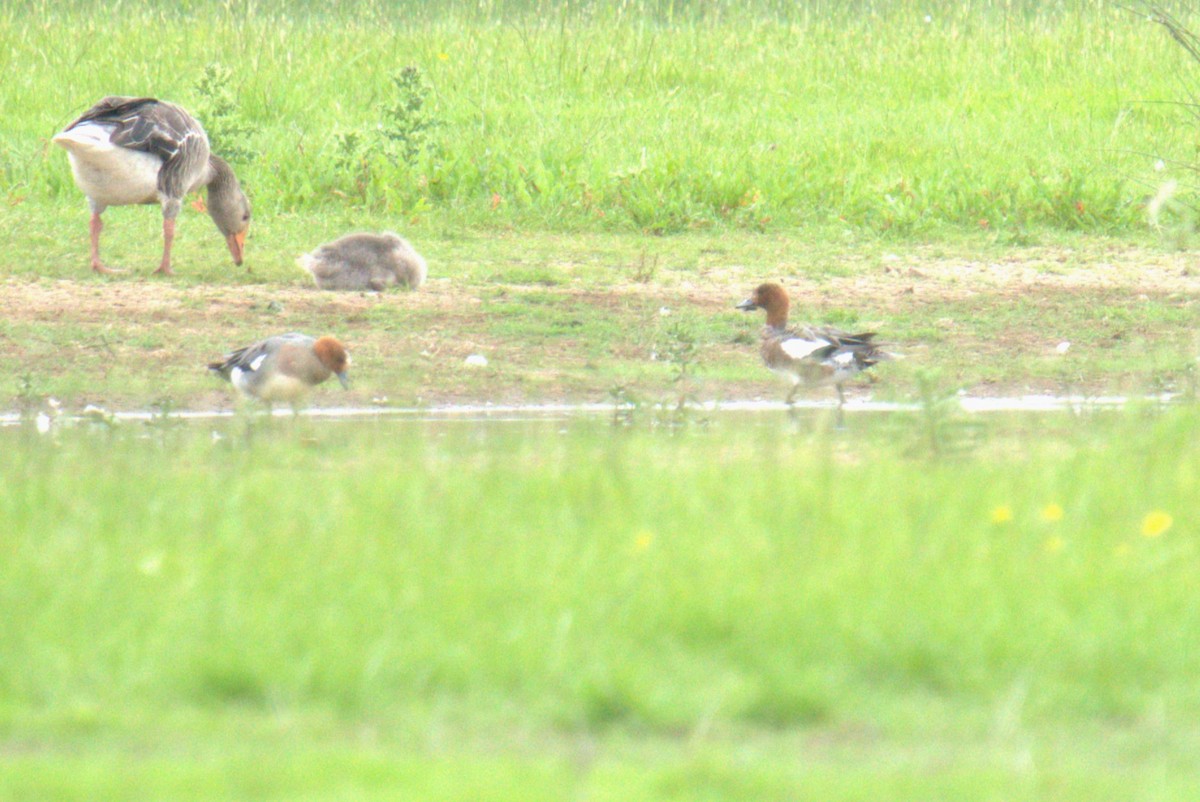 Canard siffleur - ML640378943