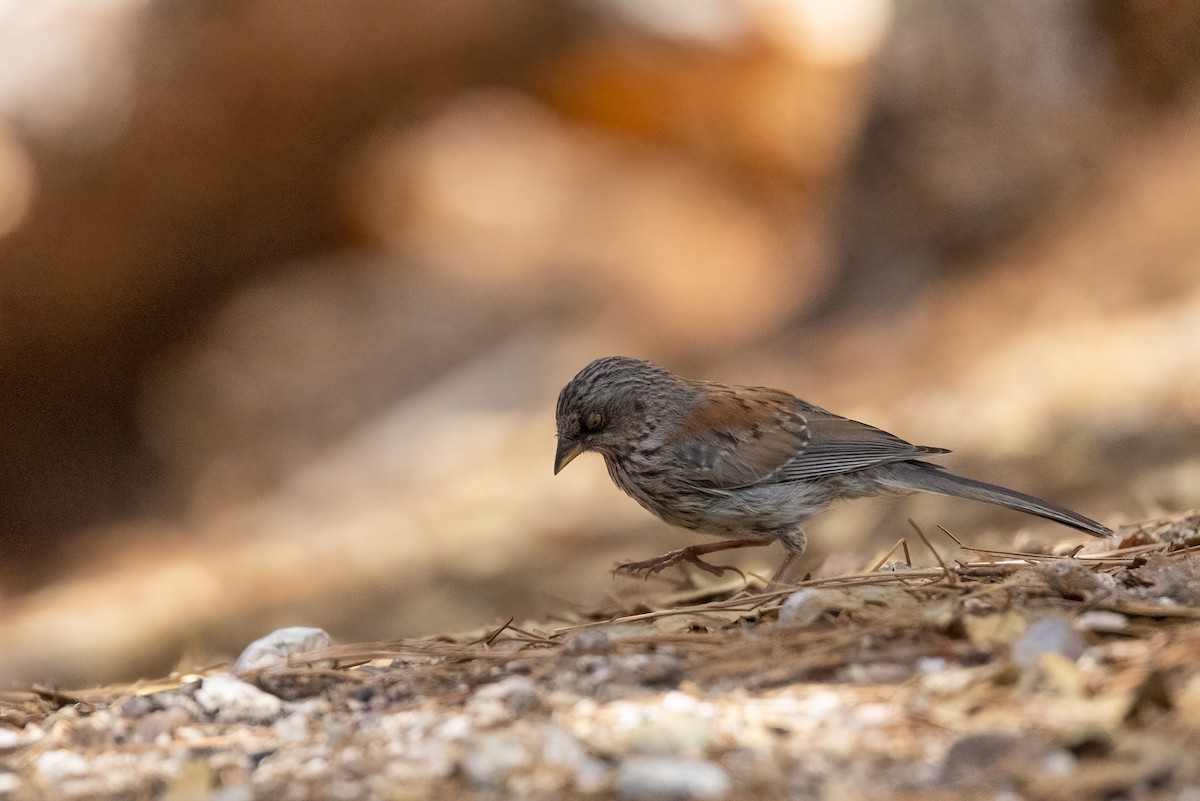 Yellow-eyed Junco - ML640378966