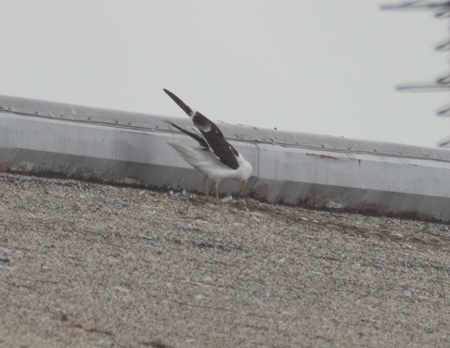 Kelp Gull - ML640378967