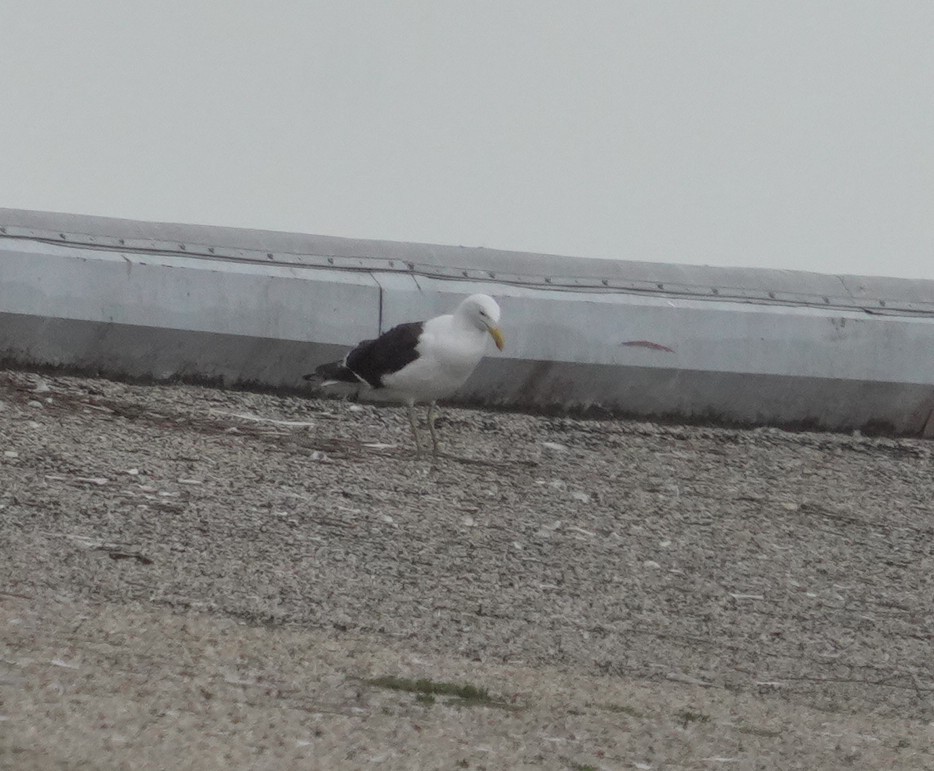 Kelp Gull - ML640378968