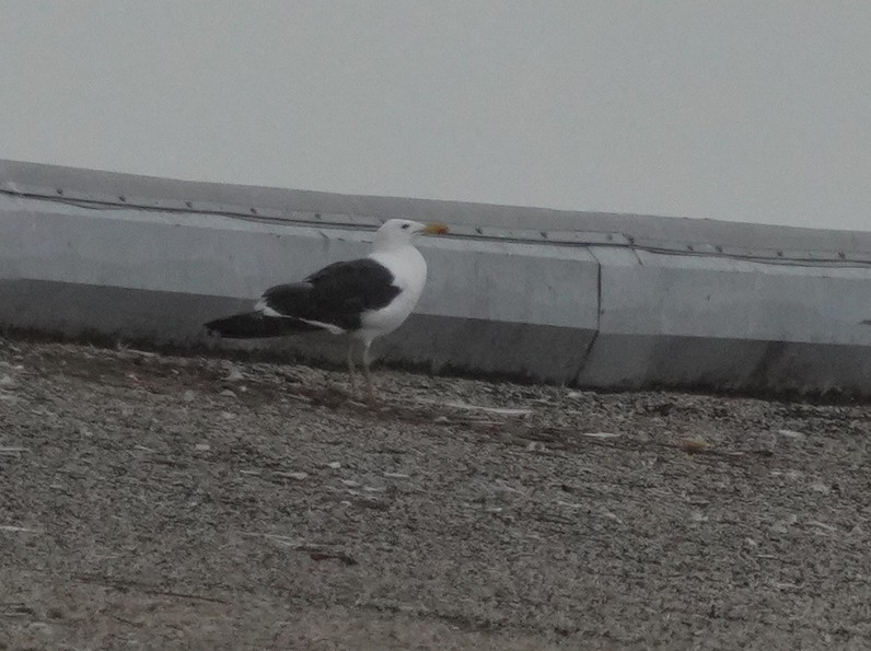Kelp Gull - ML640378969