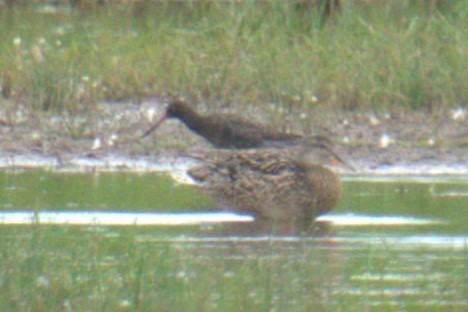 Spotted Redshank - ML640379042