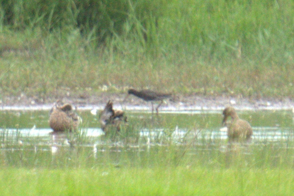 Spotted Redshank - ML640379043
