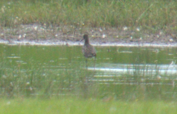 Spotted Redshank - ML640379044
