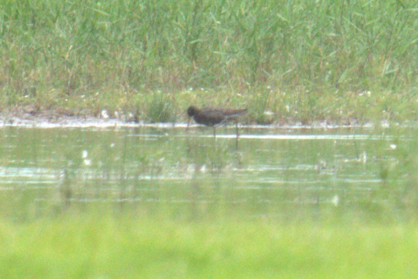 Spotted Redshank - ML640379045