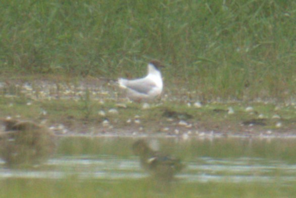 Black-headed Gull - ML640379069