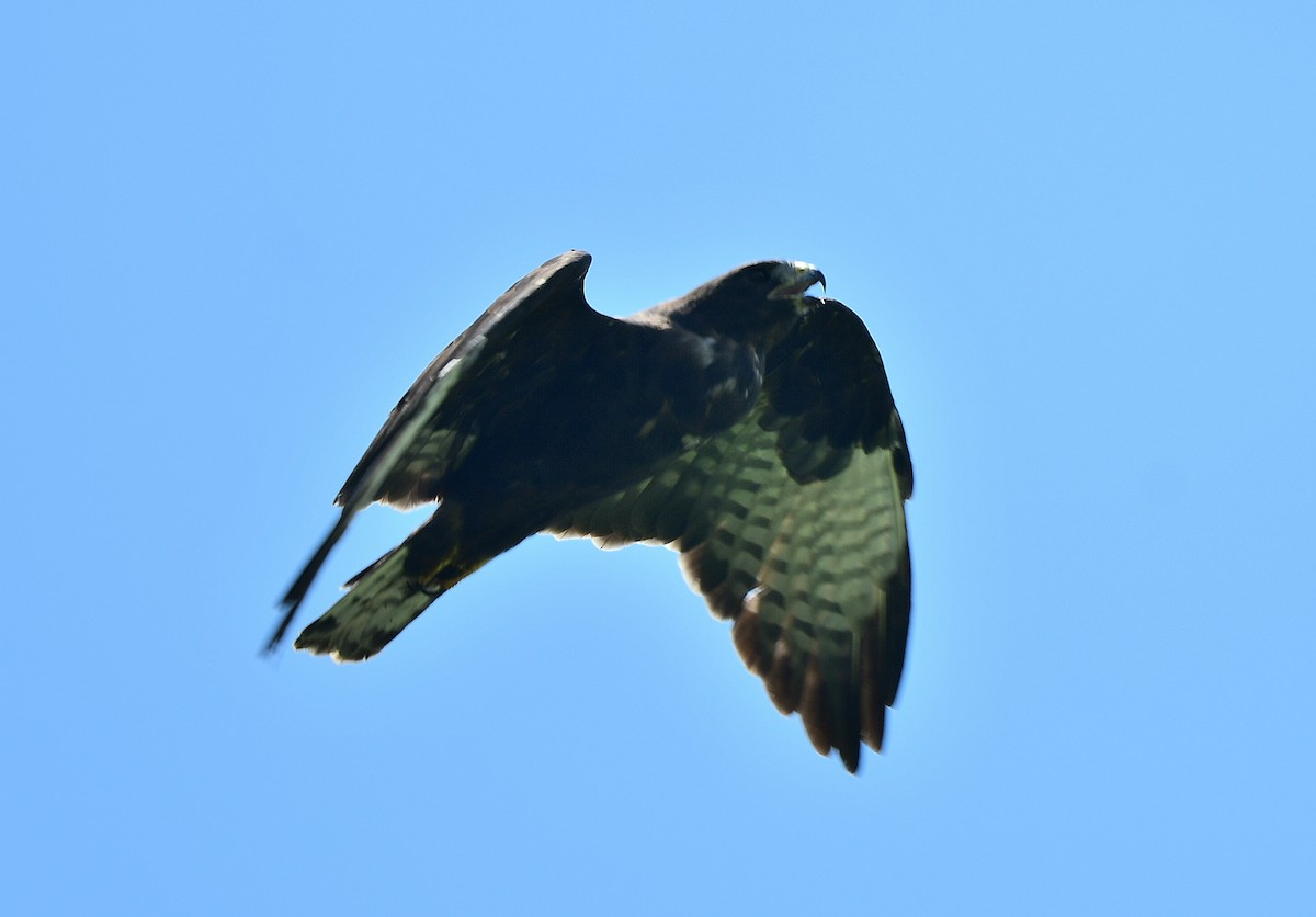 Short-tailed Hawk - ML640379104
