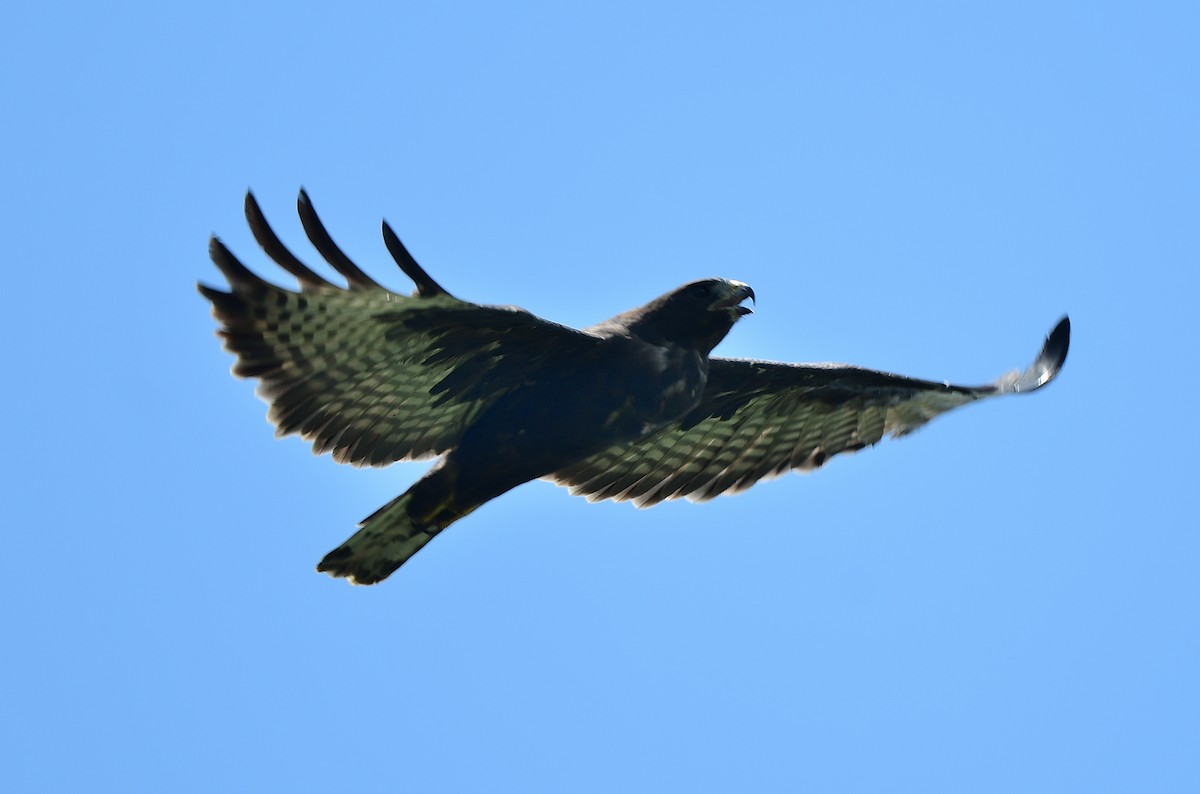 Short-tailed Hawk - ML640379106