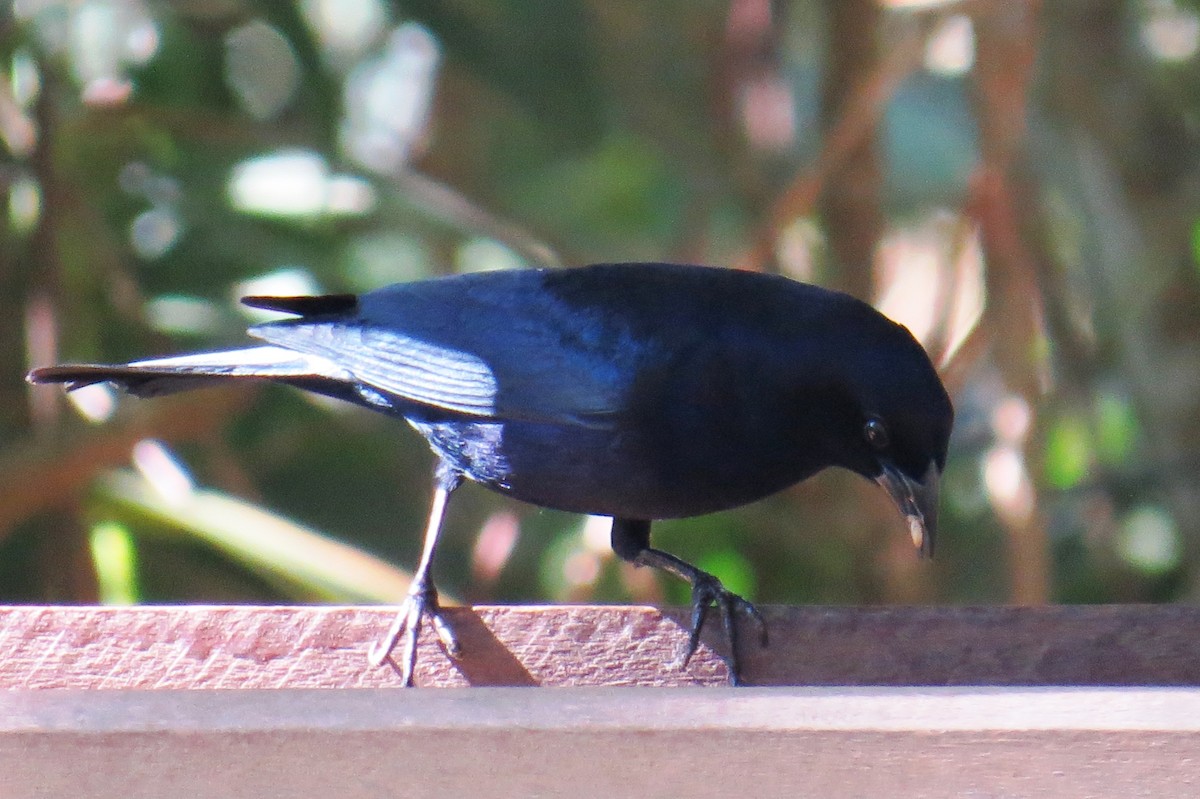 Shiny Cowbird - ML640379154