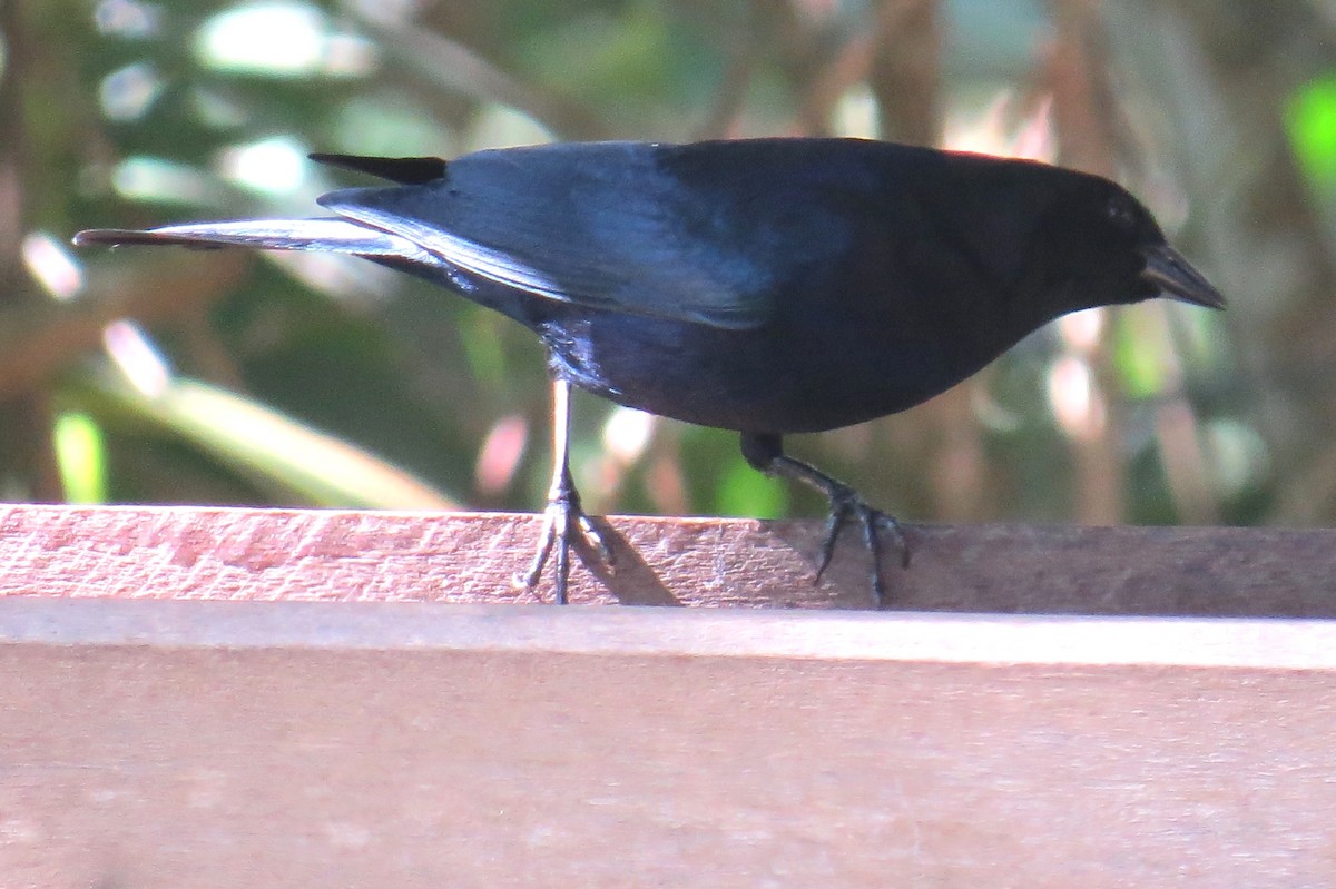 Shiny Cowbird - ML640379156