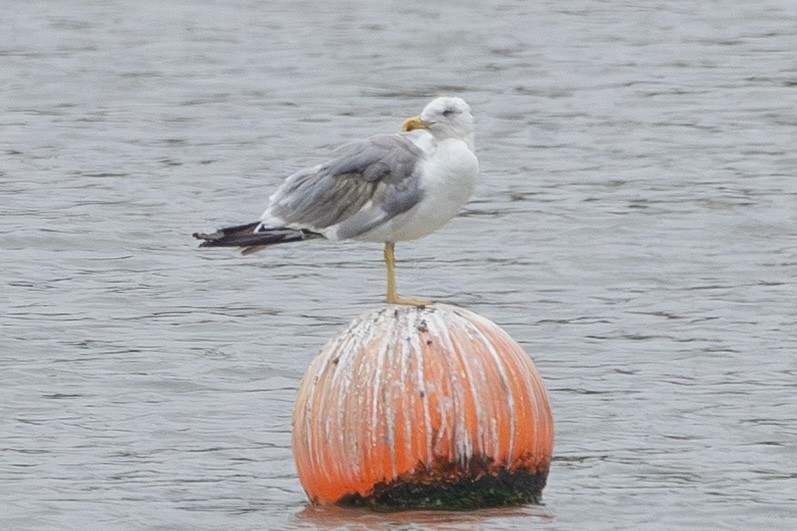 Yellow-legged Gull - ML640379186