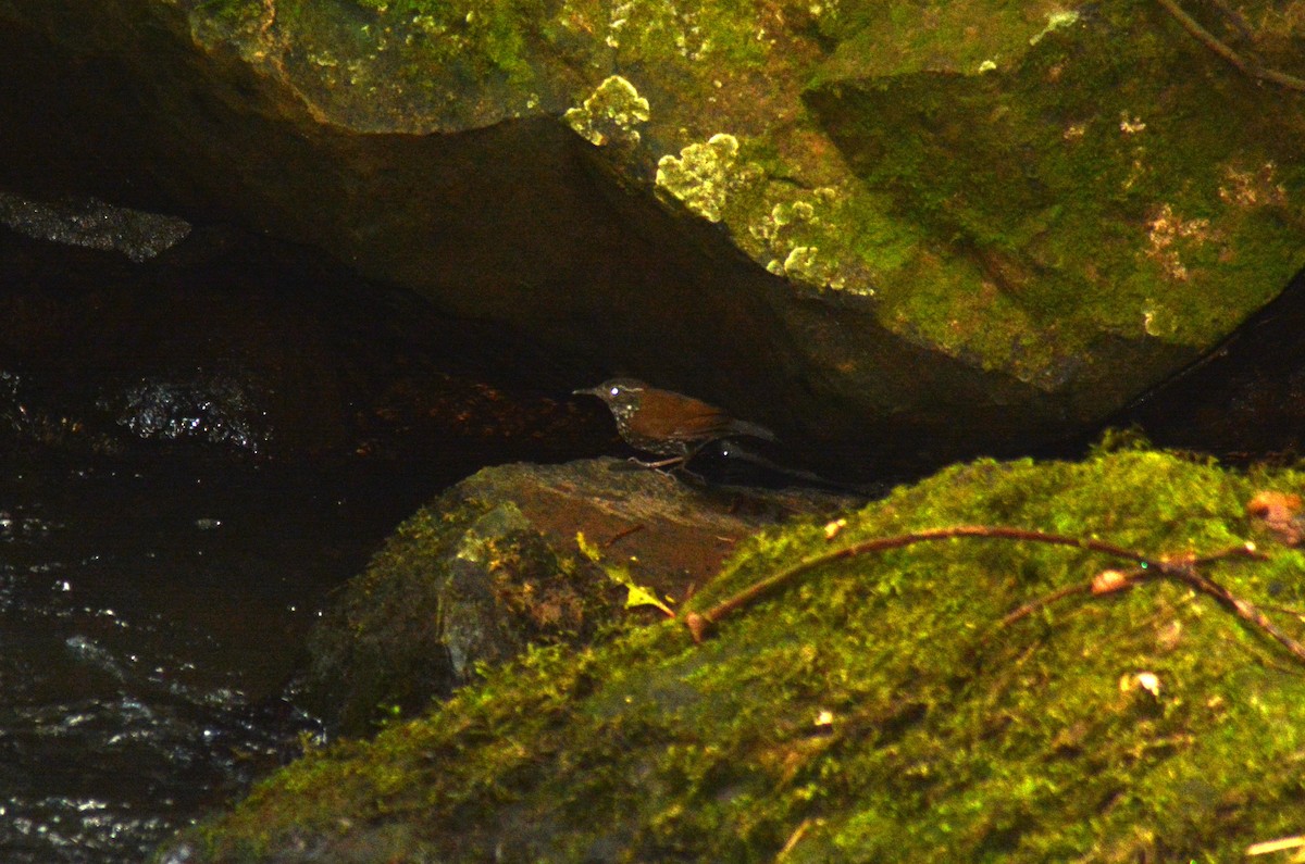 Sharp-tailed Streamcreeper - ML640379203