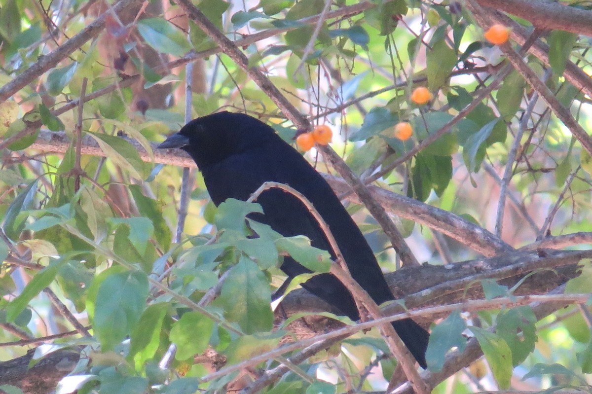 Shiny Cowbird - ML640379260