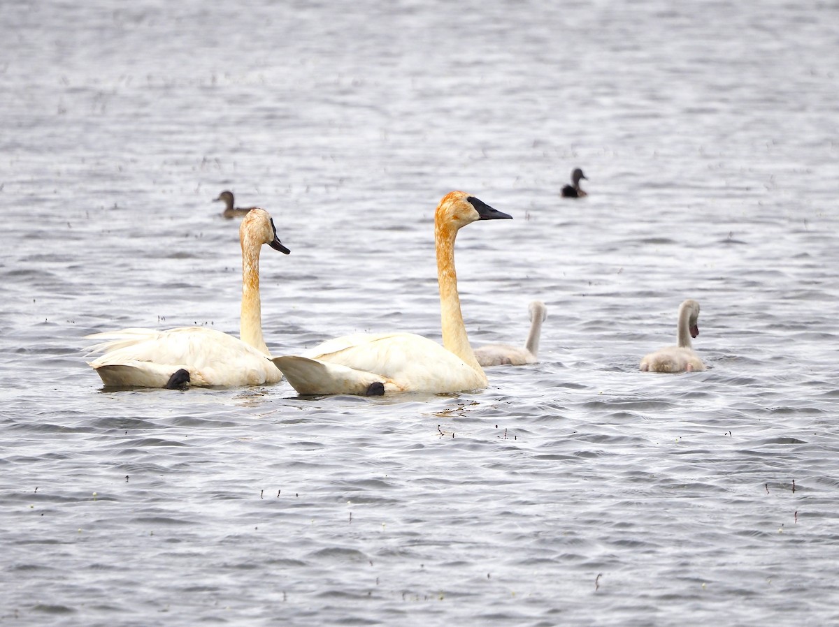 Trumpeter Swan - ML640379261