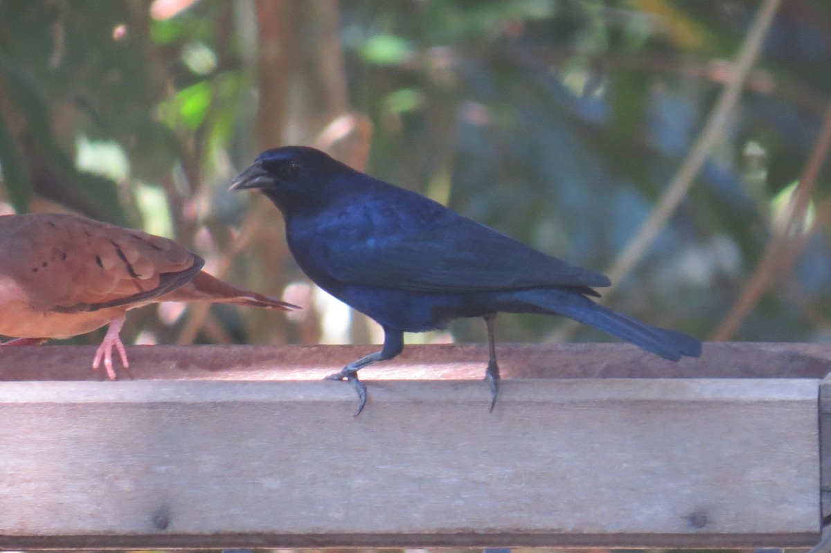 Shiny Cowbird - ML640379262