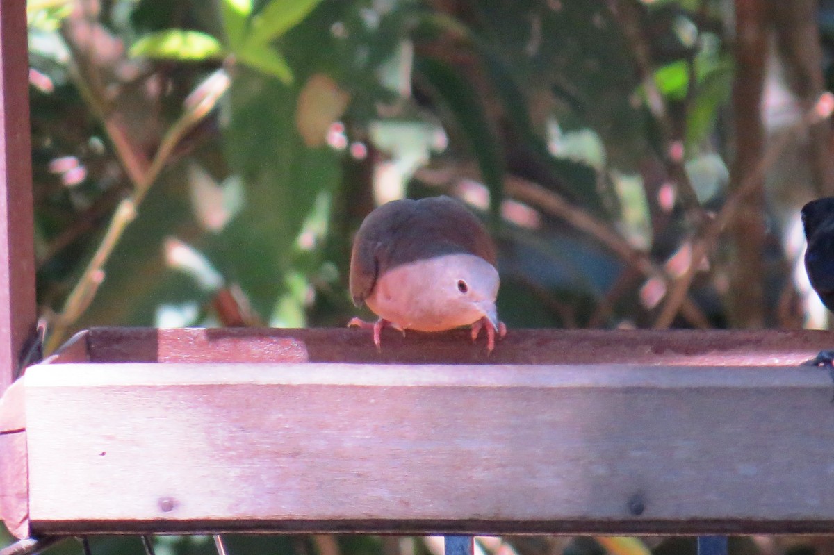 Ruddy Ground Dove - ML640379329