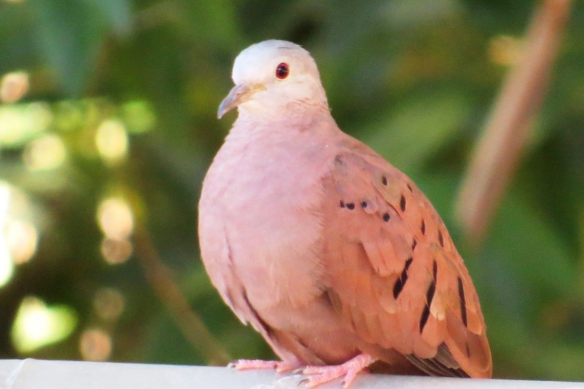 Ruddy Ground Dove - ML640379330