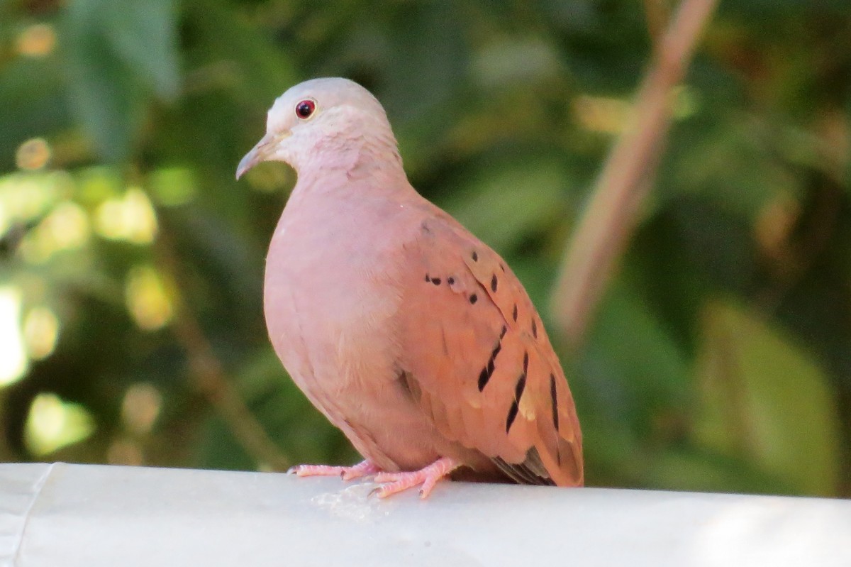 Ruddy Ground Dove - ML640379331