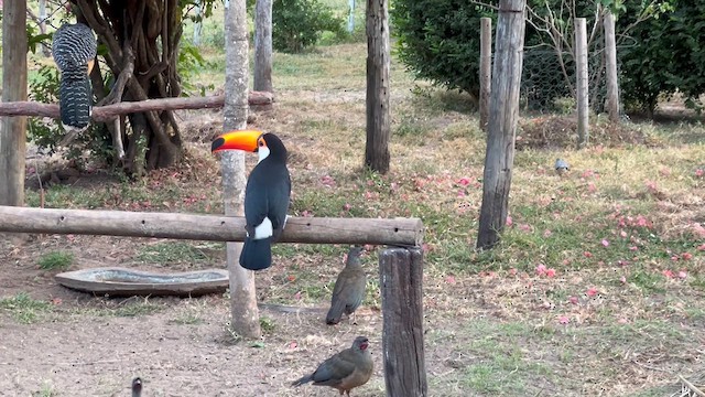 Toco Toucan - ML640379351