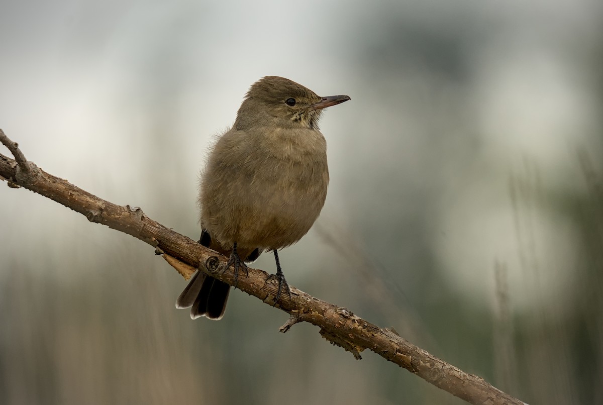 Great Shrike-Tyrant - ML640379461