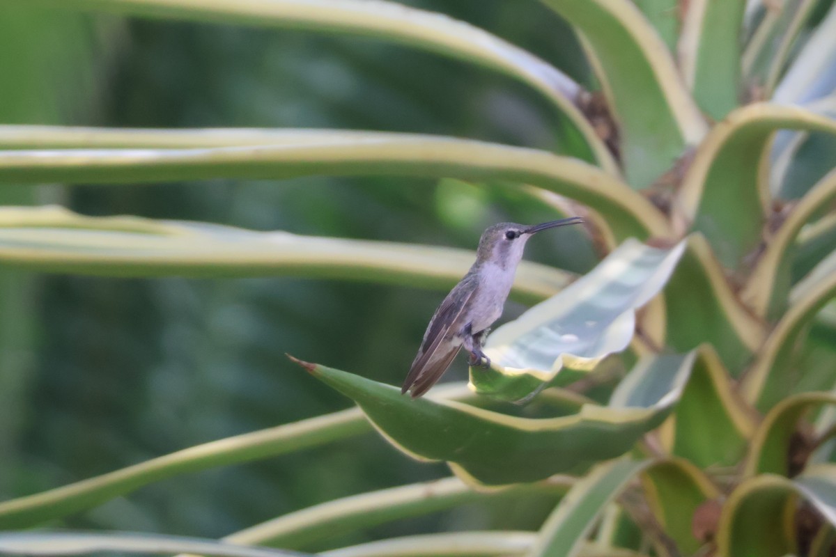 Costa's Hummingbird - ML640379507