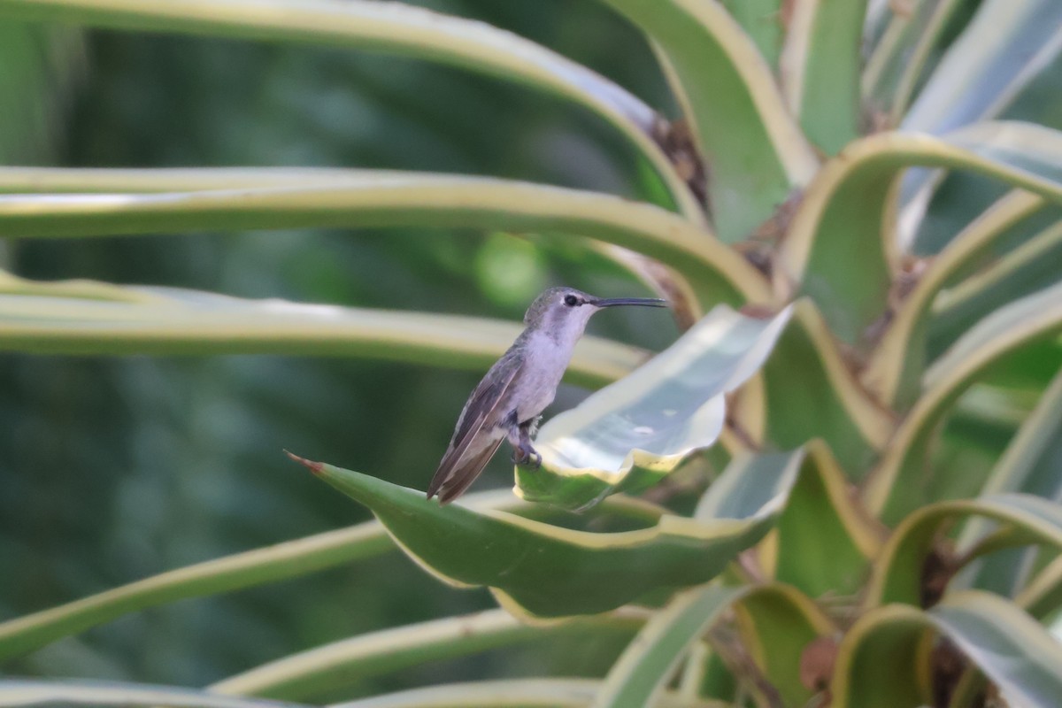 Costa's Hummingbird - ML640379519