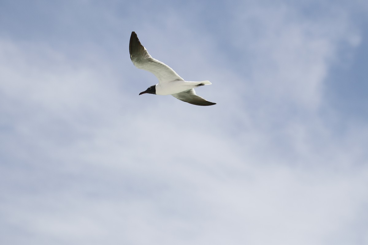 Antxeta mokogorri amerikarra - ML640379534