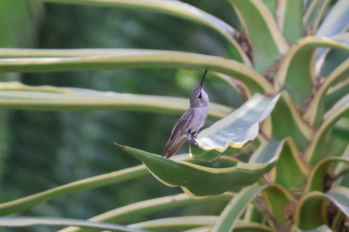Costa's Hummingbird - ML640379553