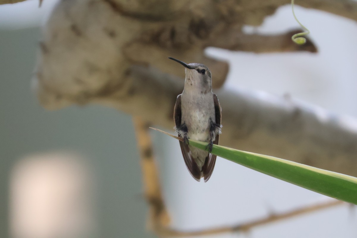 Costa's Hummingbird - ML640379619