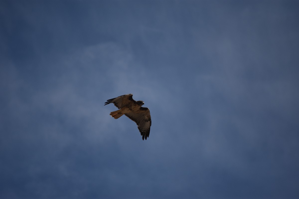 Red-tailed Hawk - ML640379636