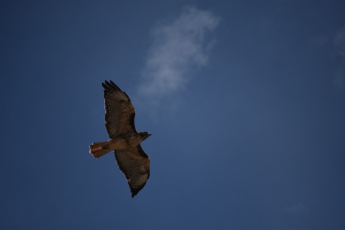 Red-tailed Hawk - ML640379637