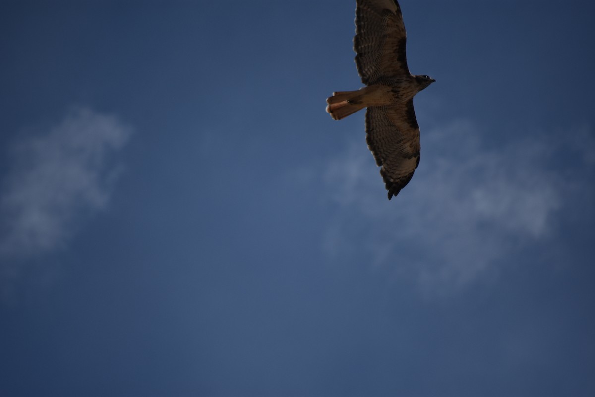 Red-tailed Hawk - ML640379638