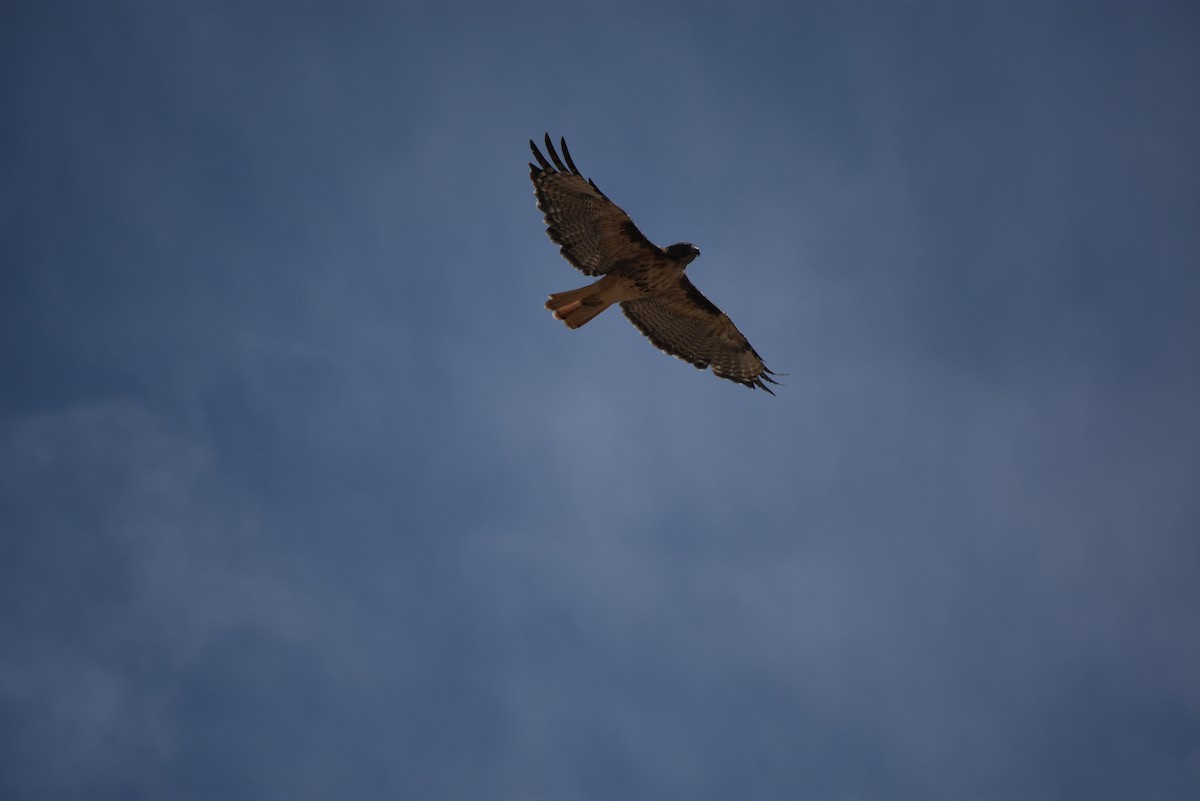 Red-tailed Hawk - ML640379641