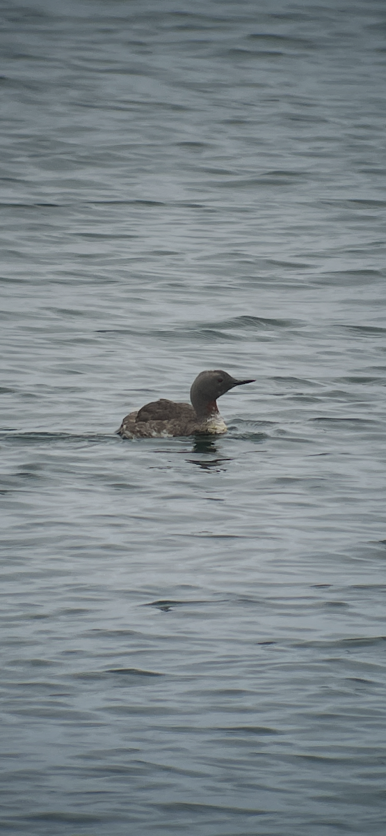 Гагара червоношия - ML640379673