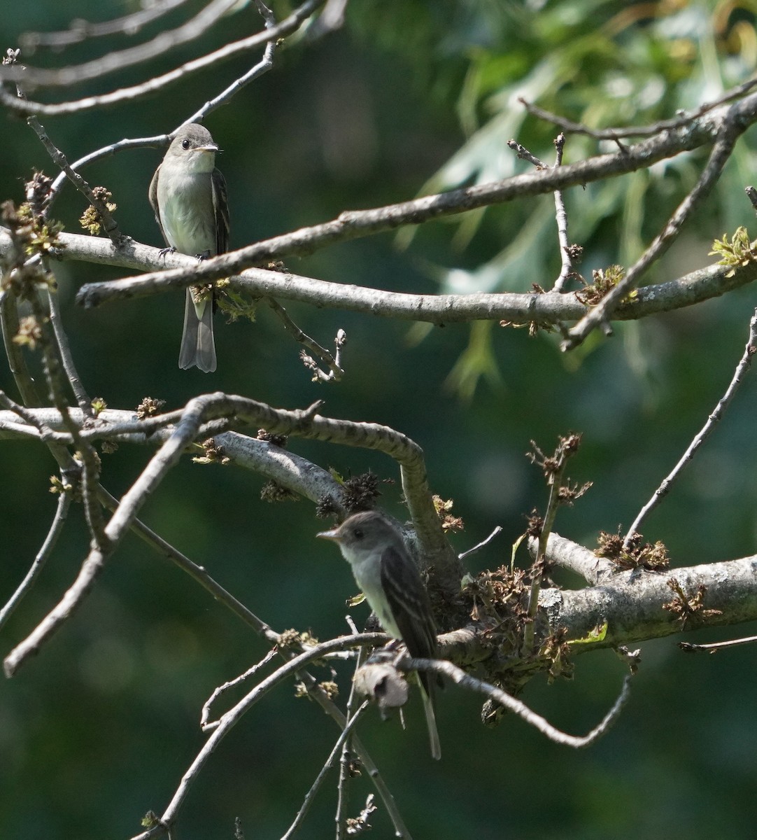 Willow Flycatcher - ML640379687