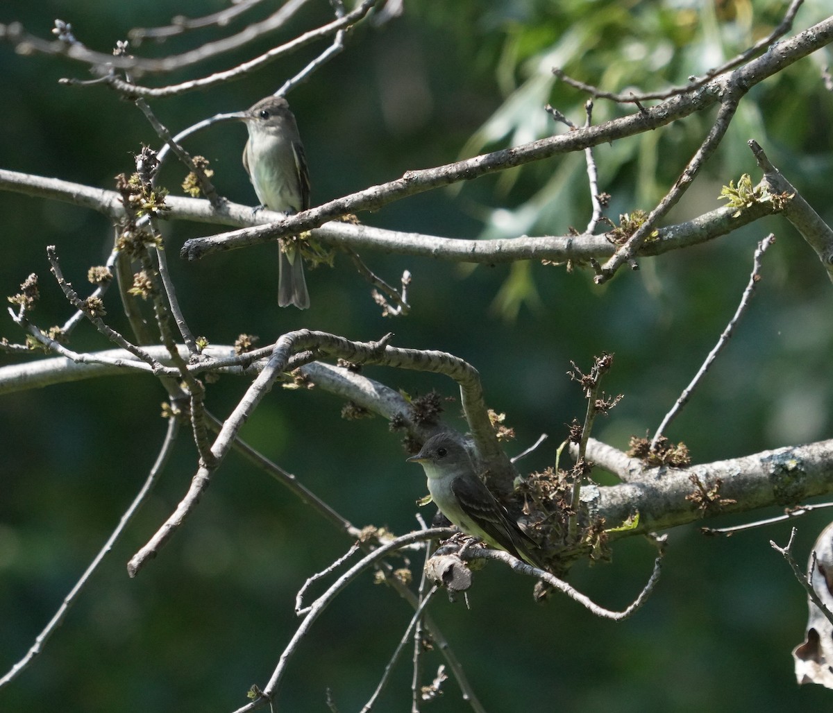 Willow Flycatcher - ML640379688