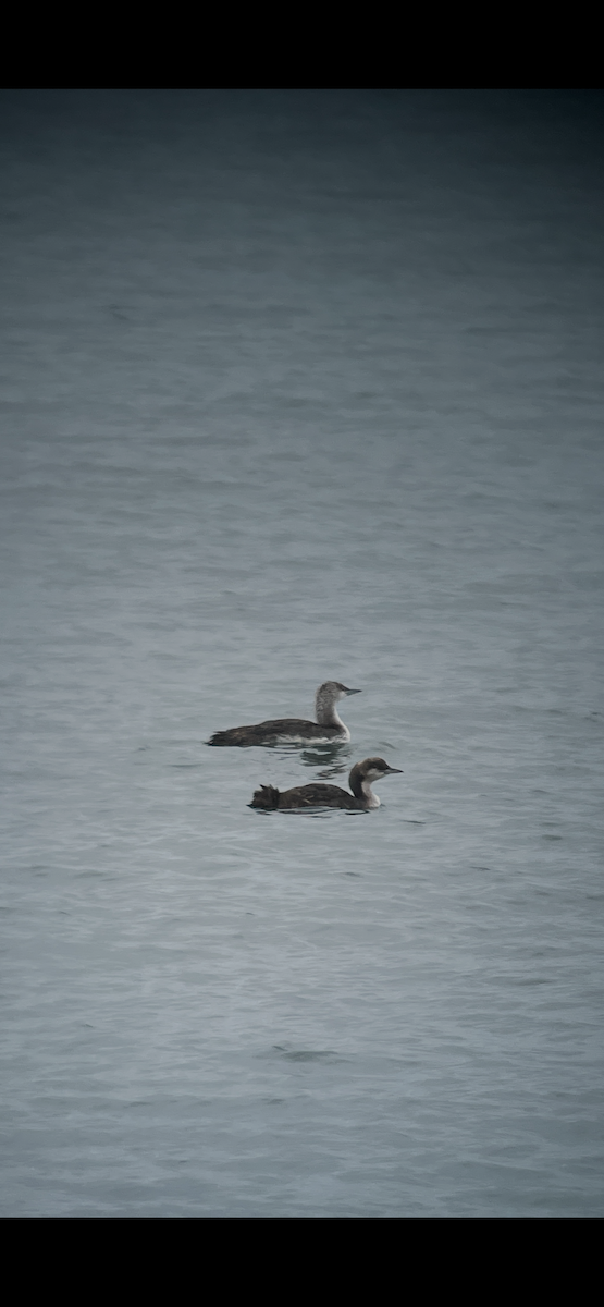 Гагара білошия - ML640379695