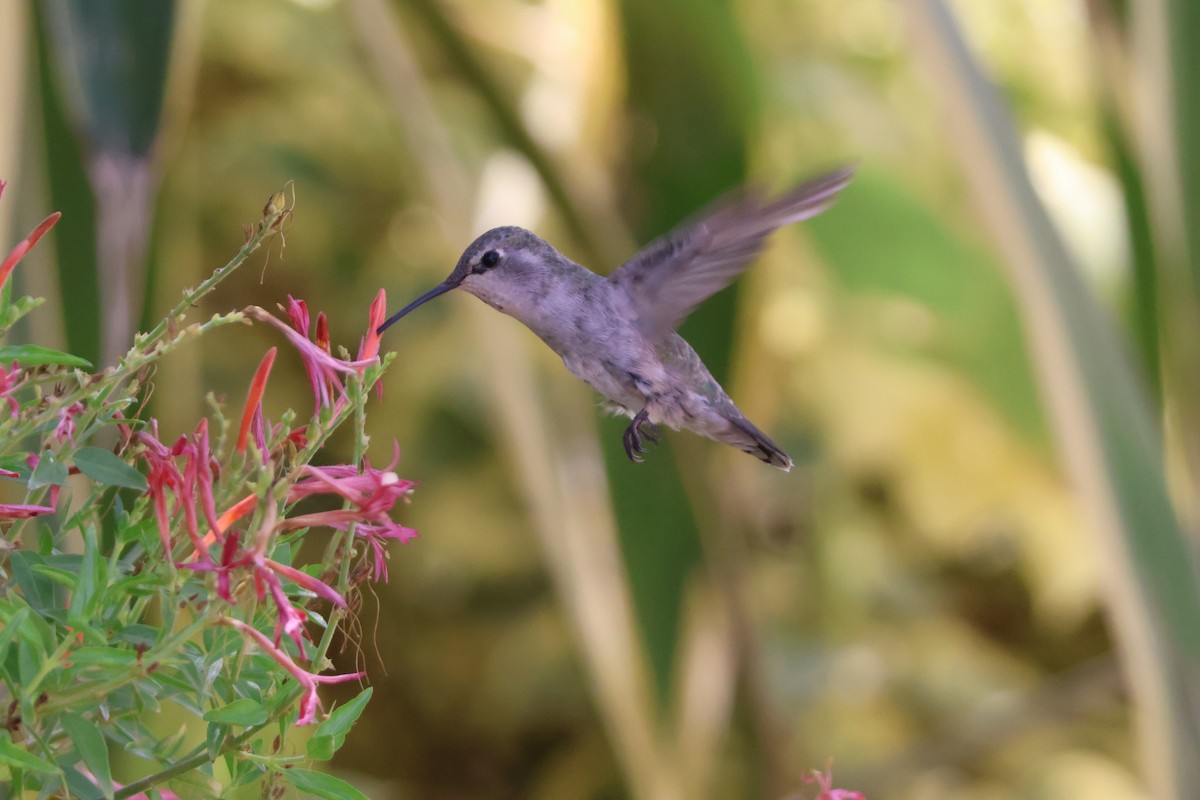 Costa's Hummingbird - ML640379706
